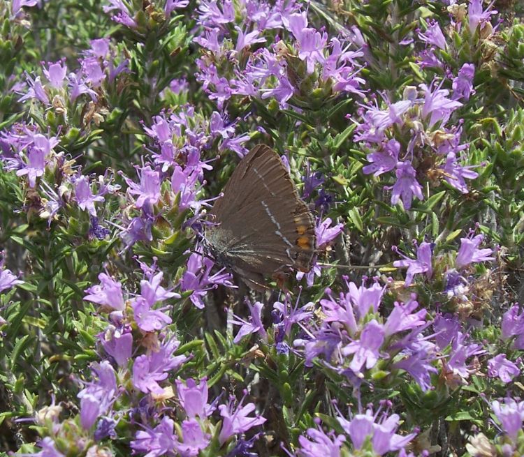 Satyrium ilicis